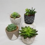 succulent-pot