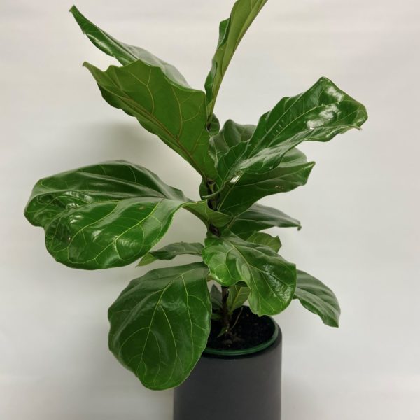 Fiddle-leaf-Fig-plant