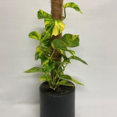 Devils ivy plant